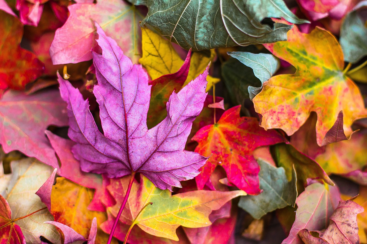 feuilles couleur de l'automne
