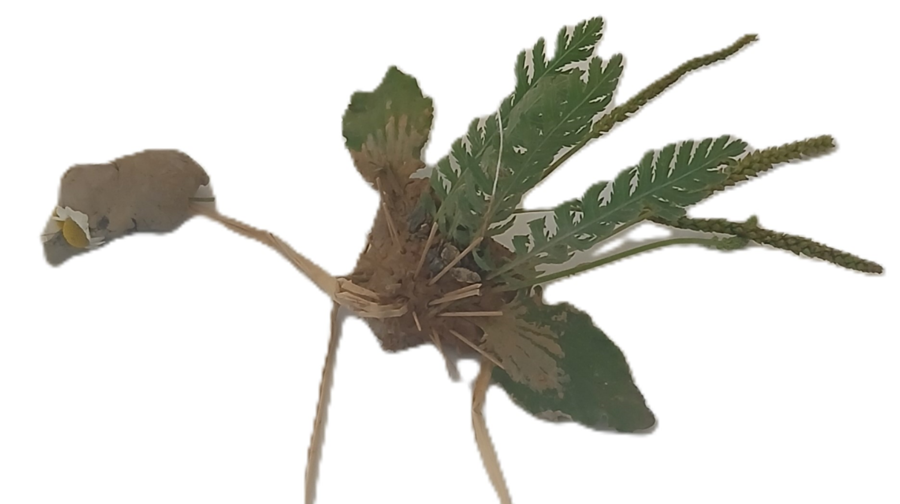 animaux en vegetal
